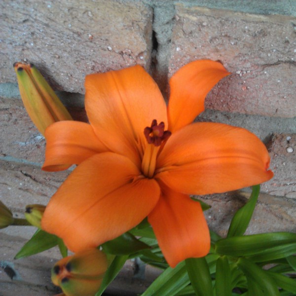 blume-orange