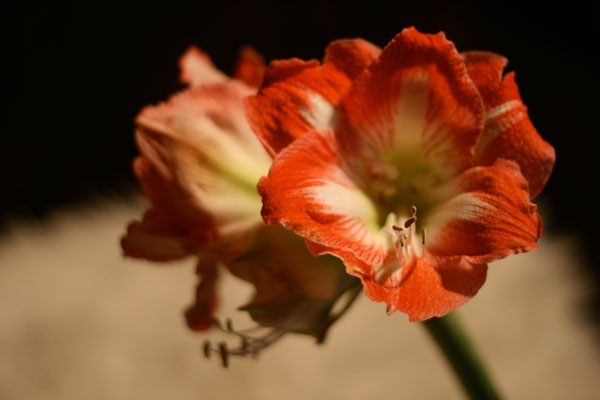 amaryllis